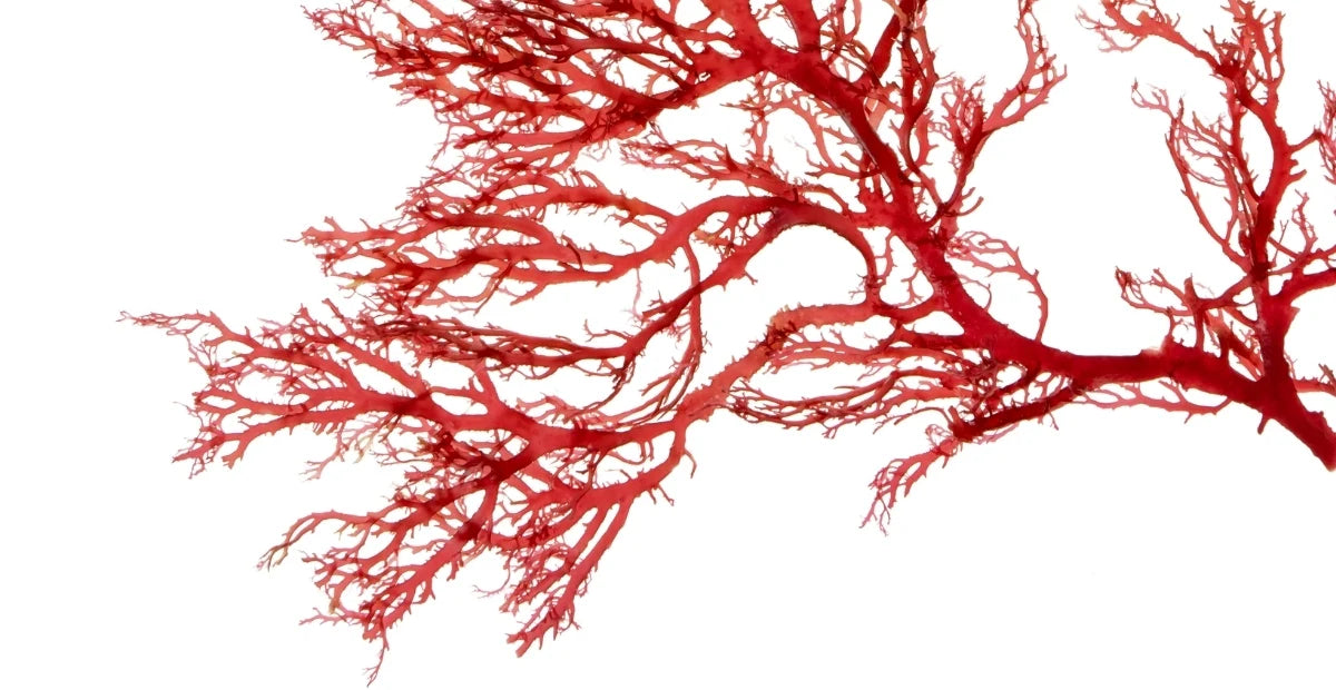 Astaxanthin