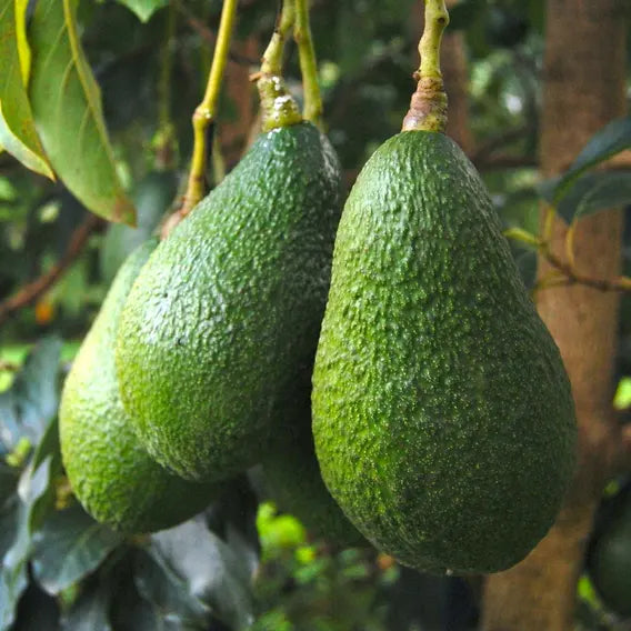 Avocado