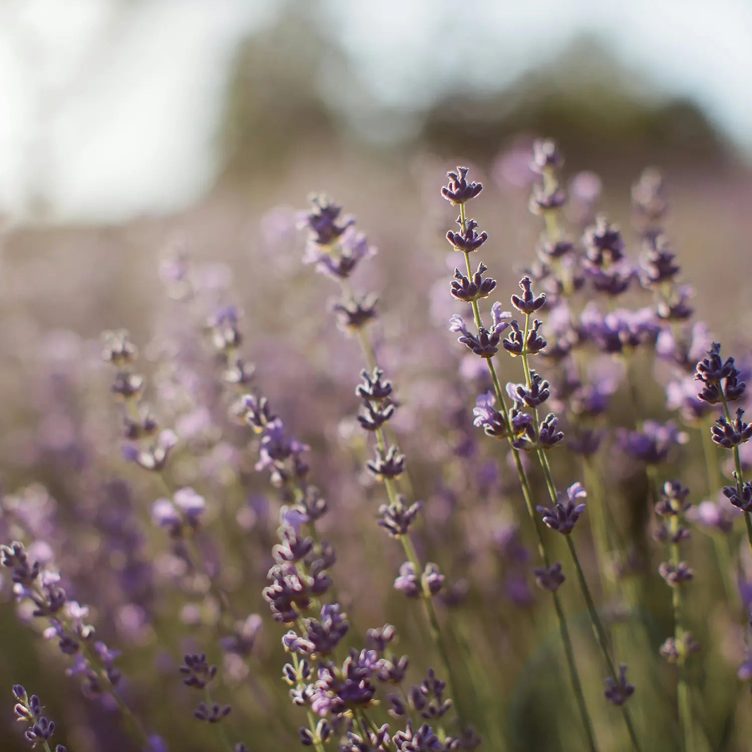 Lavendelblüten für ätherische Öle