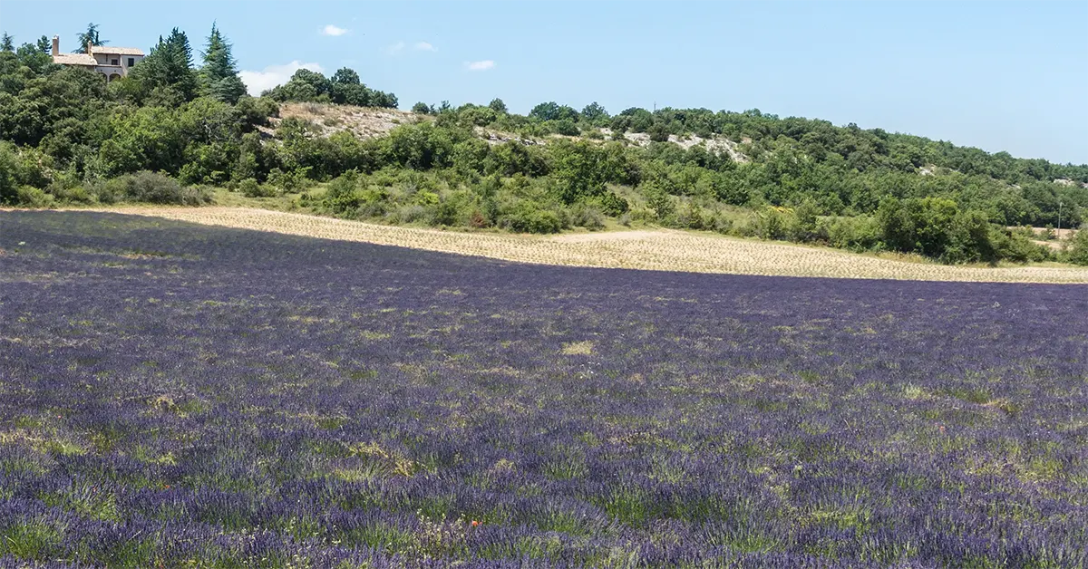 Lavendelsalbei aus der Provence