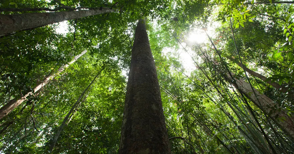 Copaiba-Baum