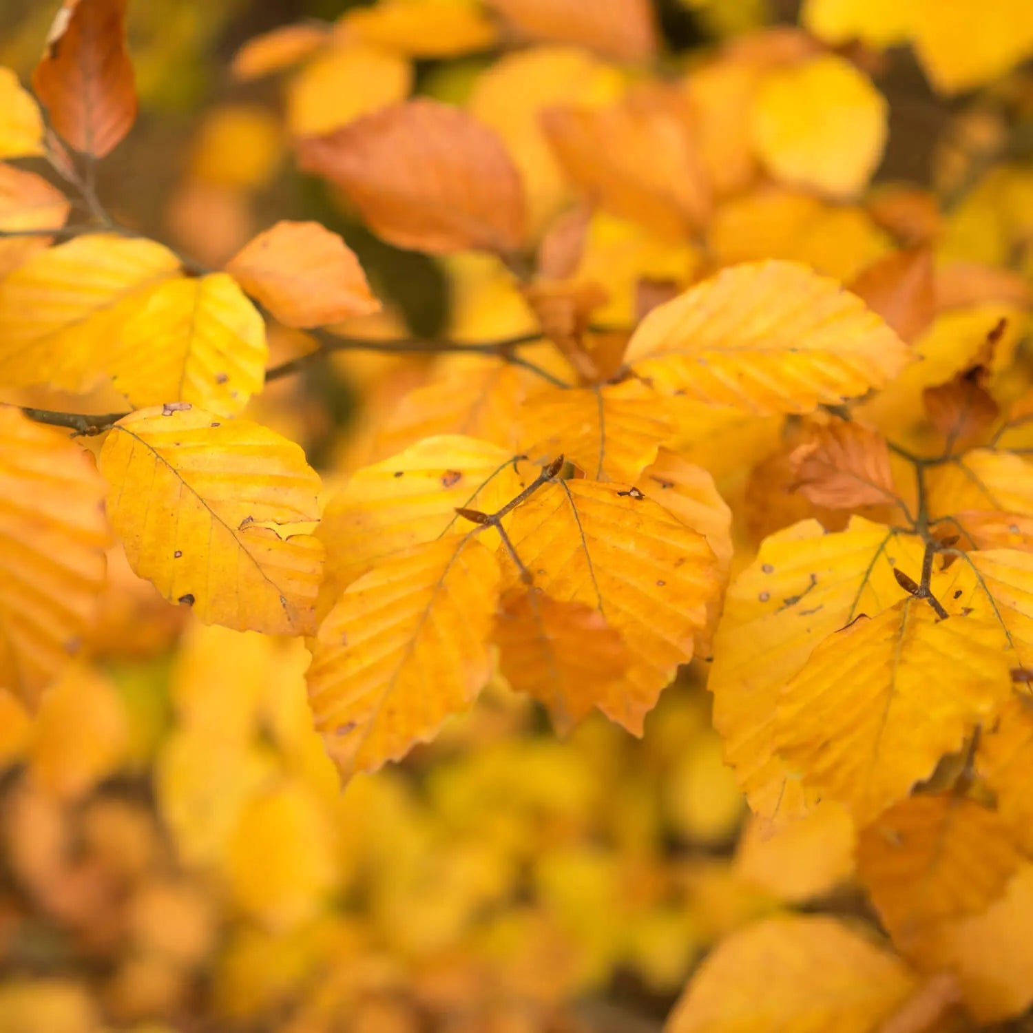 Herbstlaub