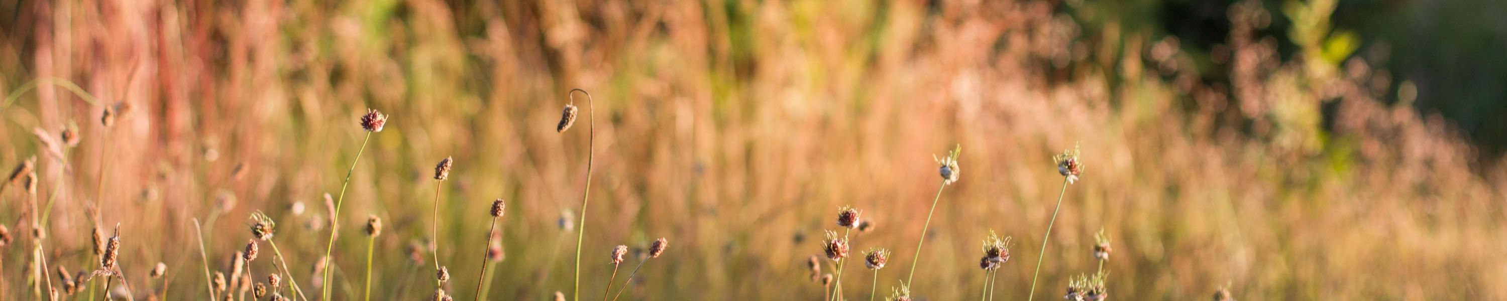 Geschenkgutscheine | Myrto Naturkosmetik