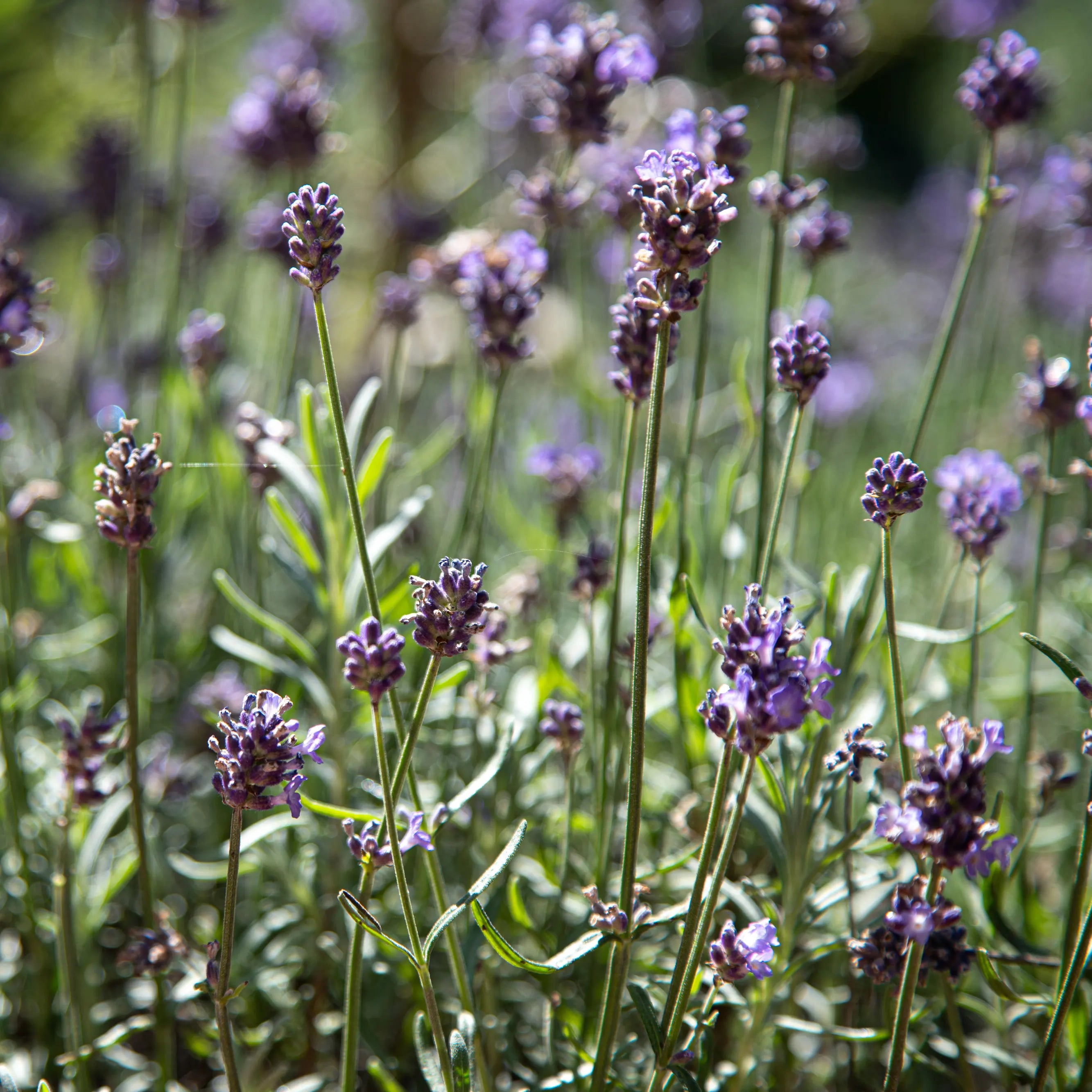 Lavendel  | myrto Naturkosmetik